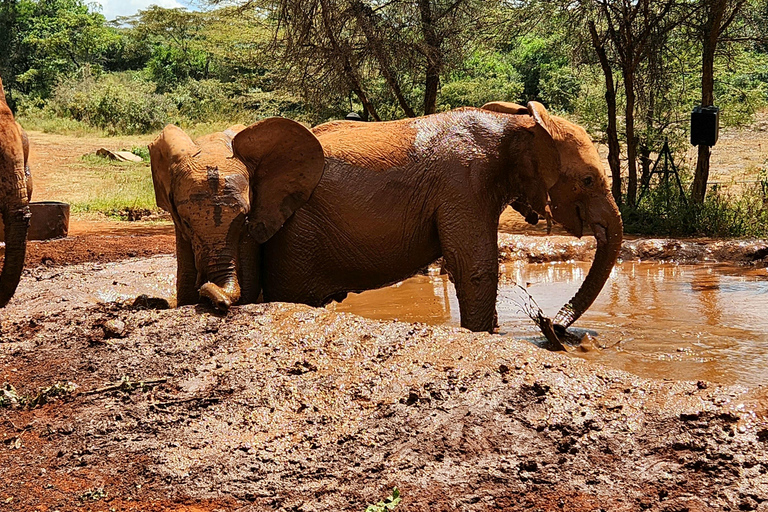 Excursión de un día al Orfanato de Elefantes, Jirafas y Bomas de Kenia