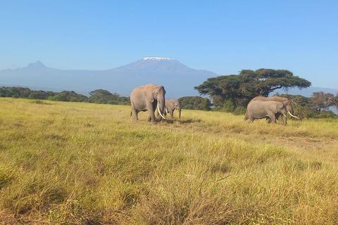 VIAGEM DE 1 DIA PARA O PARQUE NACIONAL DE AMBOSELI SAINDO DE NAIROBI, COM ORÇAMENTO LIMITADO.