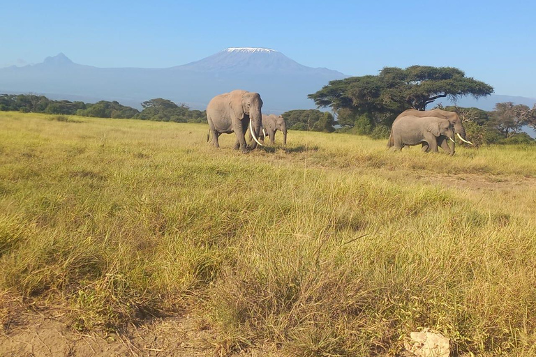VIAGEM DE 1 DIA PARA O PARQUE NACIONAL DE AMBOSELI SAINDO DE NAIROBI, COM ORÇAMENTO LIMITADO.