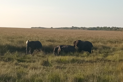 Maputo: Maputo National Park Safari and Beach Tour