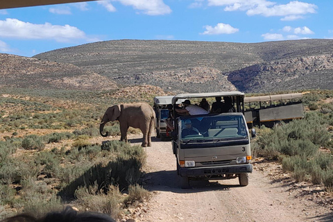 Safari au coucher du soleil dans la réserve de chasse d&#039;Aquila avec transport privé