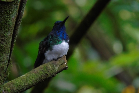 Mindo Cloud Forest and Birding Tour Private Mindo Cloud Forest and Birding Tour Included Ticket