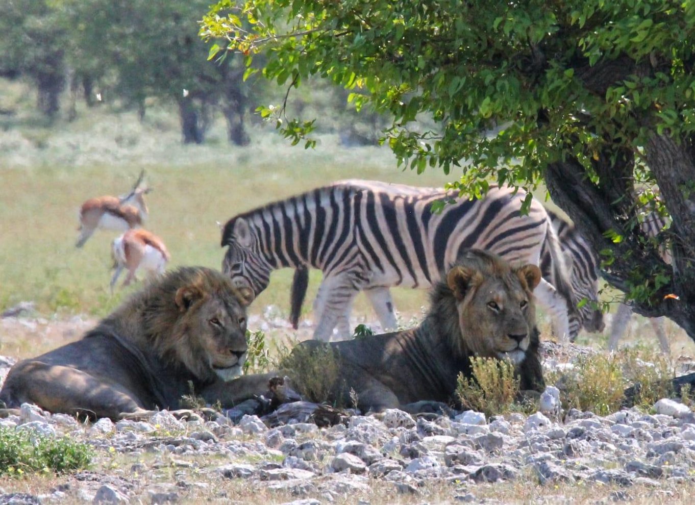 Etosha Nationalpark: Heldags eller halvdags game drive