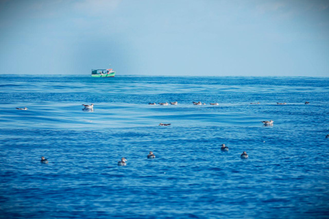 圣米格尔岛：火山奇观、洞穴与历史游船之旅