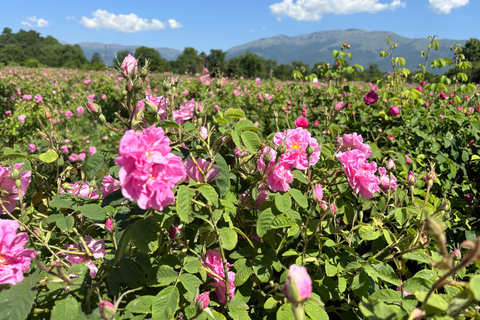 From Plovdiv: Rose Valley & Thracian Kings’ Tombs Day Trip