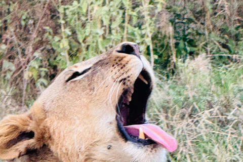 Nairobi Park Safari, Sheldrick's Orphanage & Giraffe Center Shared Drive in Open-Roof Van Game Drive