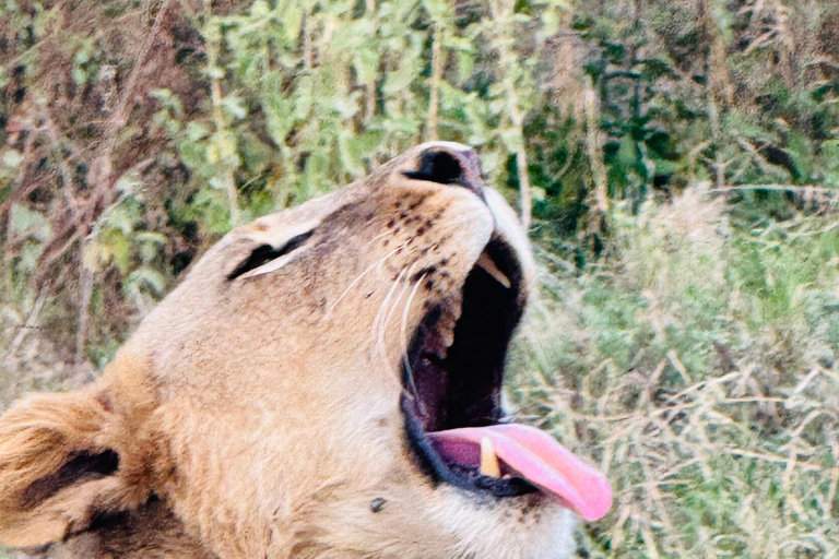 Nairobi Park Safari, Sheldrick's Orphanage & Giraffe Center Shared Drive in Open-Roof Van Game Drive