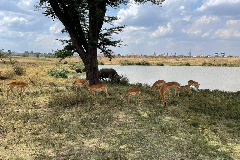 Nairobi National Park: Early Morning or afternoon adventure Early morning game drive in a Landcruiser JEEP