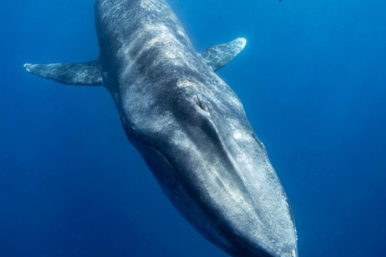Mirissa: Dolphin Swim Blue Whale Snorkelling | All-Inclusive Mirissa: Scuba Diving & Turtle Snorkelling Experience
