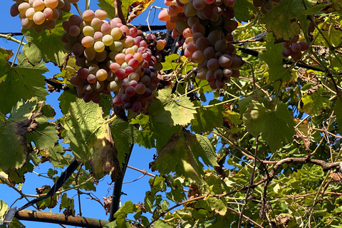 Da Tirana-RAKI E DEGUSTAZIONE DI VINO IN LIBRAZHD