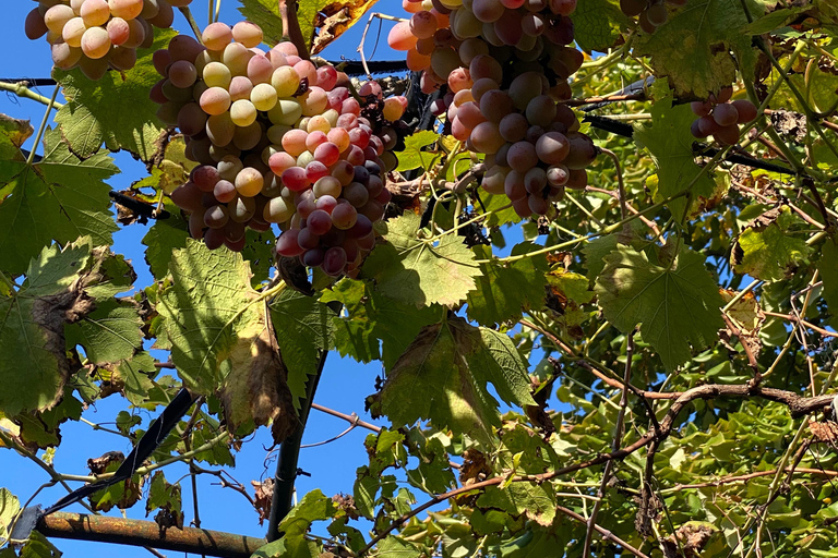 From Tirana-RAKI AND WINE TASTING TOUR IN LIBRAZHD