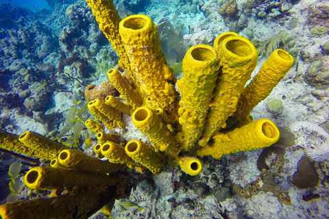 Aventure de plongée sous-marine à Catalina Le mur et l&#039;aquarium