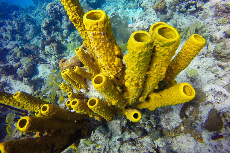 Avventura subacquea a Catalina La parete e l&#039;acquario