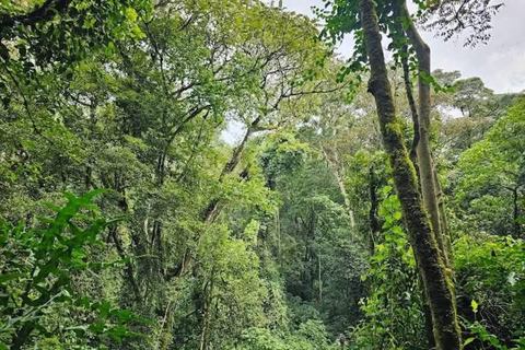 Day tour to Kakamega Rainforest from Kisumu