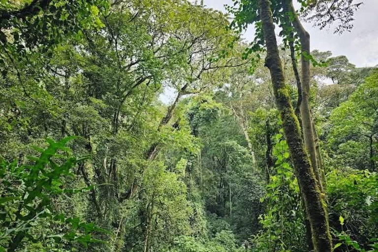 Day tour to Kakamega Rainforest from Kisumu