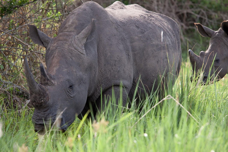 From Kampala: Ziwa Rhino Sanctuary Trek with Lunch