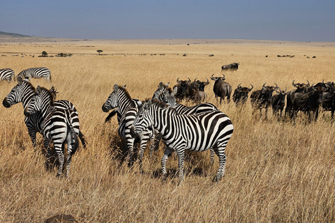 Safari de luxe de 4 jours au Masai Mara et au lac Nakuru