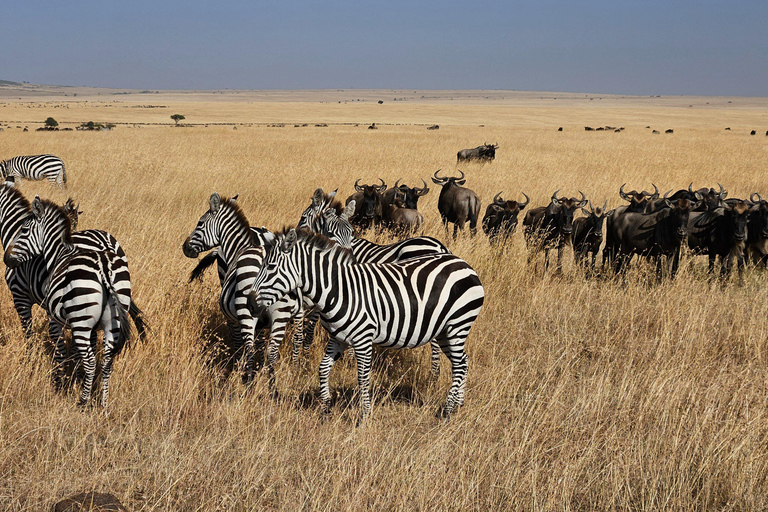 Safari de luxe de 4 jours au Masai Mara et au lac Nakuru