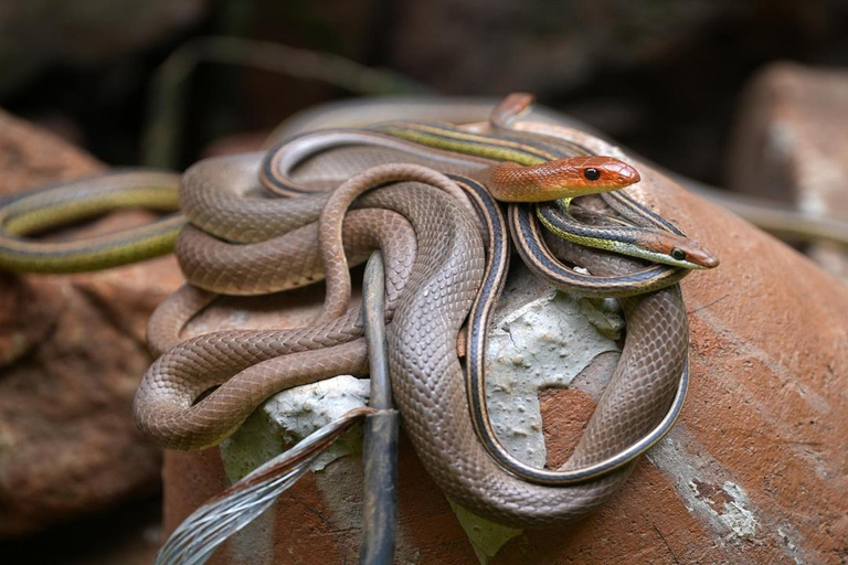 Nairobi: National Museum & Snake Park Guided Tour