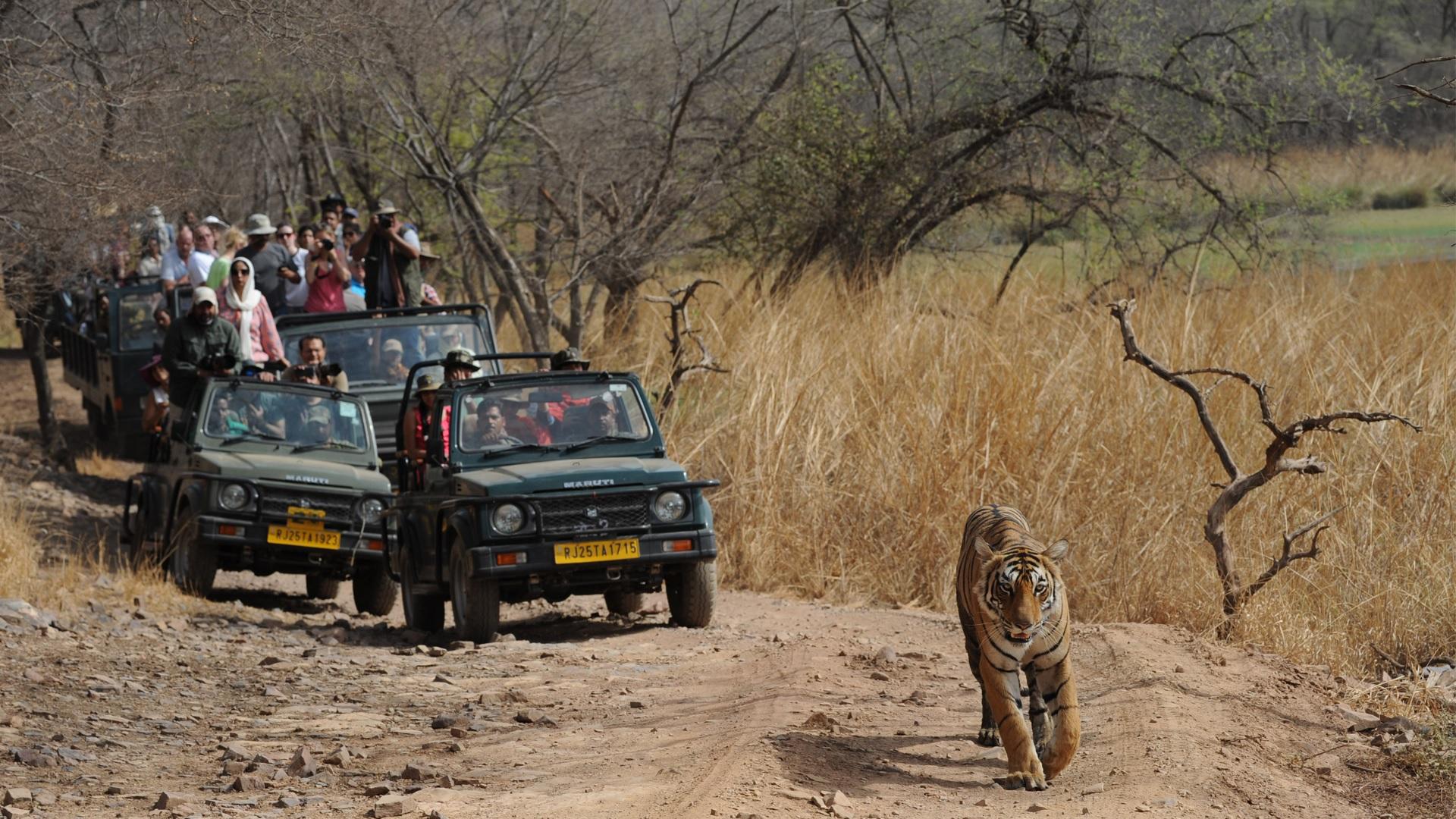 Ab Jaipur: Ranthambore-Safari-Abenteuer-Tagestour