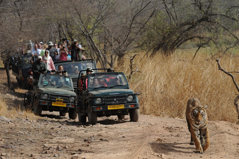 Delhi : Visite du parc national de Sariska le même jour avec safari tigre