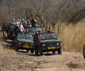 From Delhi: 5-Day Tiger Safari & Golden Triangle Tour