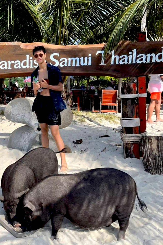 From Koh Samui: Private Boat Tour to Pig Island with Snorkel | GetYourGuide