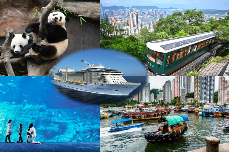 HK Full-Day Shore Excursion with Lunch, Peak and Panda Visit