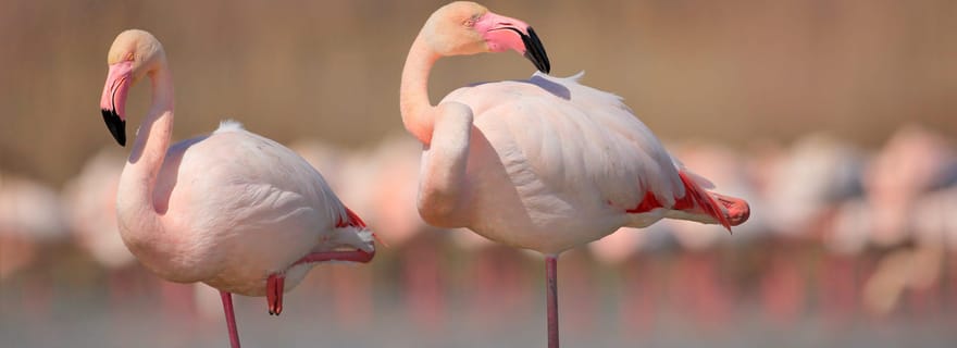 Óbidos : observation des oiseaux de la lagune avec un biologiste local