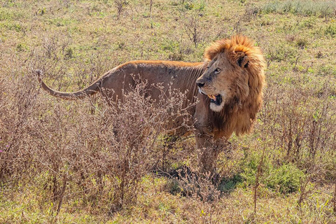 Viagem de 1 dia para a cratera de NgorongoroViagem de 1 dia à Cratera de Ngorongoro