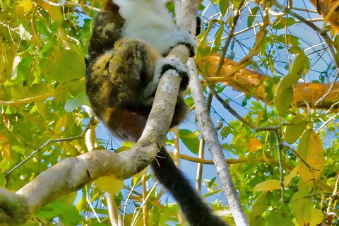 Feed Wild Monkeys on Panama Canal at Monkey Island Adventure No Hotel Pickup