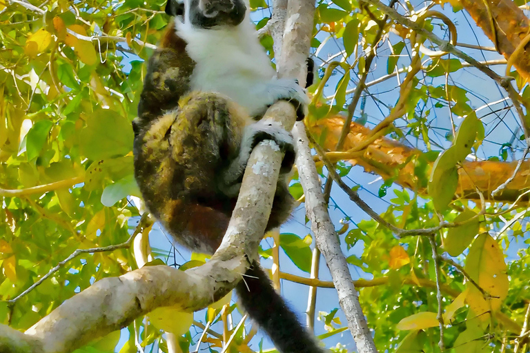 Feed Wild Monkeys on Panama Canal at Monkey Island Adventure No Hotel Pickup