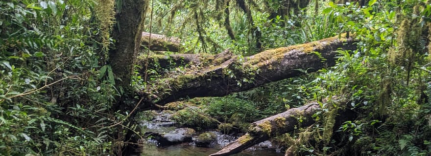 Kilimandjaro en une journée : Conquérir le Marangu (Audacieux et direct)