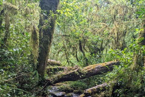 Kilimanjaro en un día: conquista el Marangu (ruta audaz y directa)Kilimanjaro en un día: conquista el Marangu (ruta atrevida y directa)