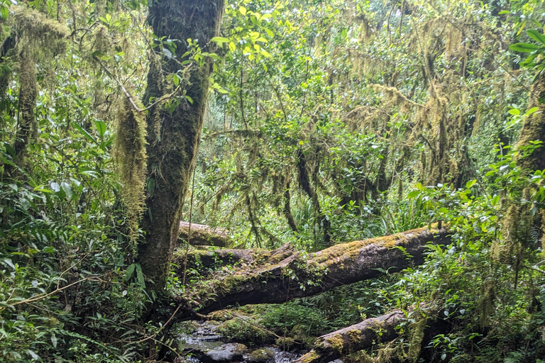 Kilimandjaro en une journée : Conquérir le Marangu (Audacieux et direct)Le Kilimandjaro en une journée : Conquérir le Marangu (Audacieux et direct)