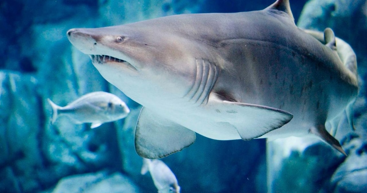 Gijon Bioparc Aquarium of Gijon Ticket GetYourGuide