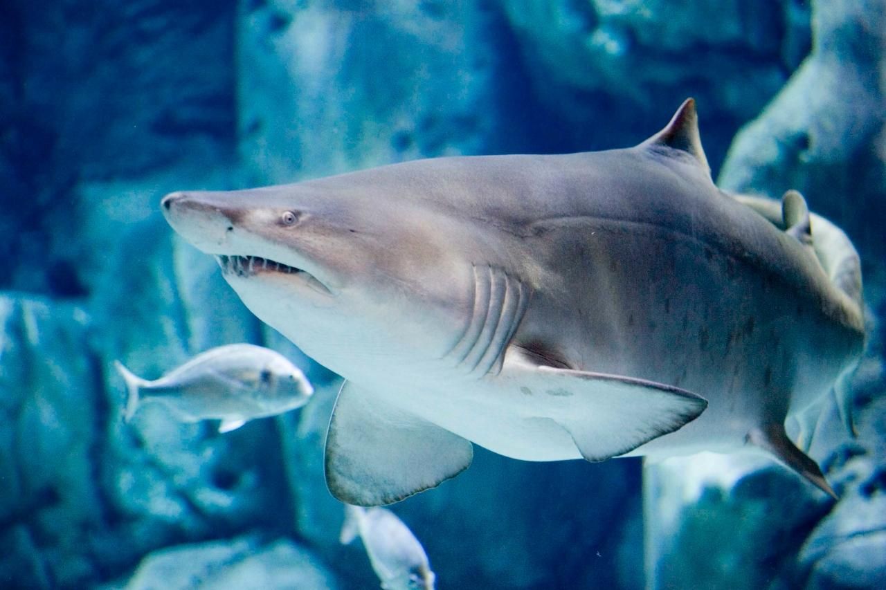 Bioparc Aquarium von Gijon Eintrittskarte