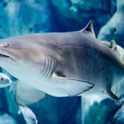 Bioparc Aquarium of Gijon Entry Ticket