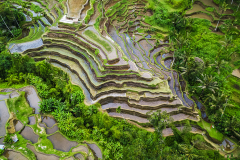 Ubud : cascade, rizières en terrasses et forêt des singesVisite du meilleur d'Ubud avec déjeuner