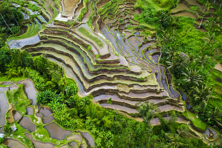 Ubud : cascade, rizières en terrasses et forêt des singesVisite du meilleur d'Ubud avec déjeuner