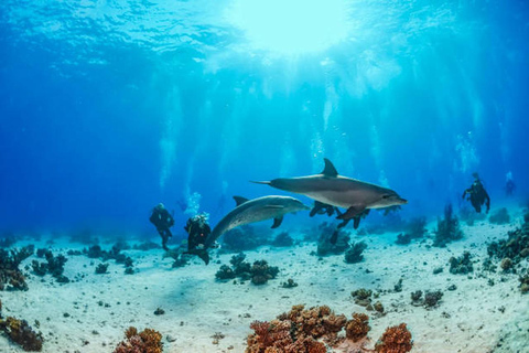 Hurghada: Dive Experience for Beginners or Certified Divers Full-Day Scuba Diving for Certified Divers