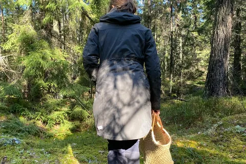 Stockholm, Mushroom and Wild Plant Foraging Tour with expert