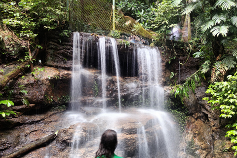 Tijuca Forest´s hike: caves, waterfalls and great views