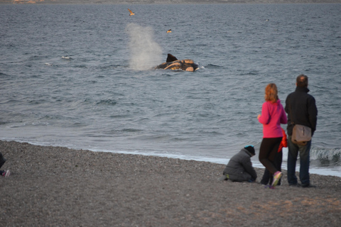 Puerto Madryn: El Doradillo Shore Whale Watching Tour Puerto Madryn: El Doradillo Coastal Whale Watching PRIVATE