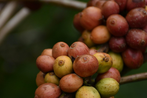 Ubud:Foresta delle scimmie, terrazze di riso, templi d&#039;acqua e cascate