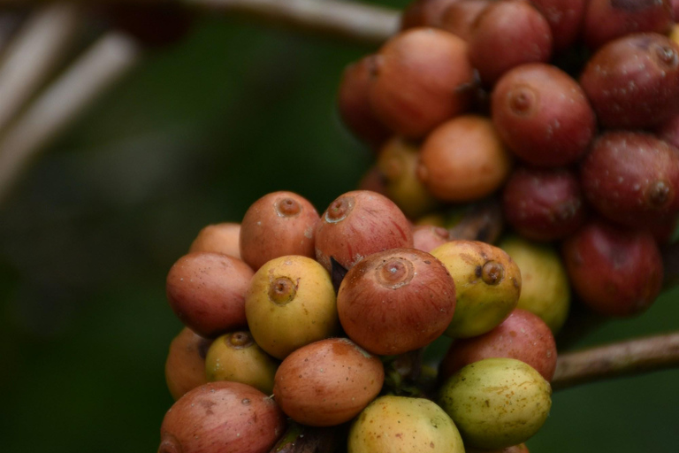 Ubud:Foresta delle scimmie, terrazze di riso, templi d&#039;acqua e cascate
