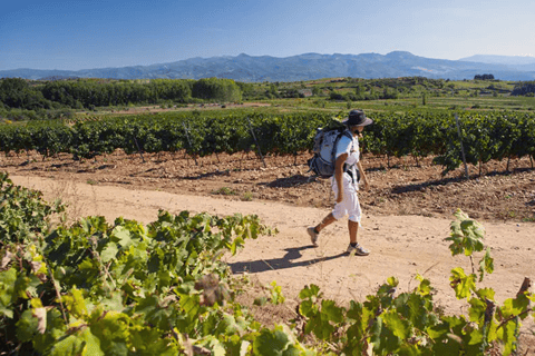 León: Tour de vinhos em Viñedo Leones e exploração do centro da cidadeLeón: Visita a Viñedo Leones e explora o centro da cidade