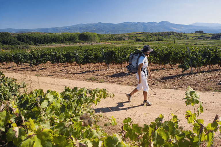 León: Wine Tour at Viñedo Leones &amp; City Center Exploration