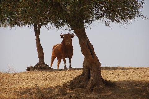 Seville: Bull Ranch, Winery & Rábida Monastery Tour