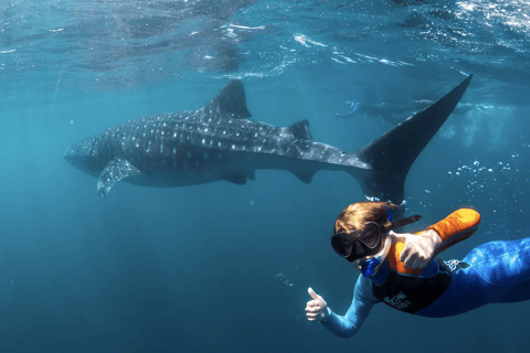 diymaniyat Snorkelling (swim whalesharks or turtles)